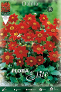 Dalia Baby roja - Bulbos - El Nou Garden