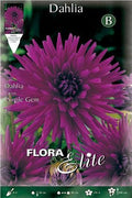 Dalia cactus azul - violeta - Bulbos - El Nou Garden