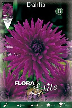 Dalia cactus azul - violeta - Bulbos - El Nou Garden