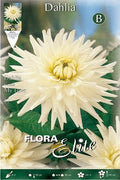 Dalia cactus blanca - Bulbos - El Nou Garden