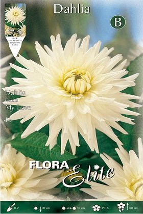 Dalia cactus blanca - Bulbos - El Nou Garden
