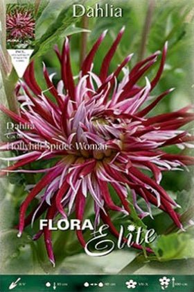 Dalia cactus Holyhill sipder woman - Bulbos - El Nou Garden