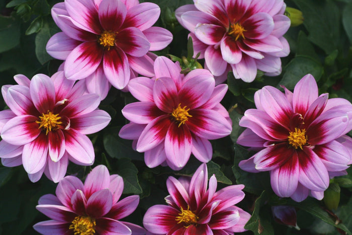 Dalia Dalaya Yogi - Dahlia - El Nou Garden