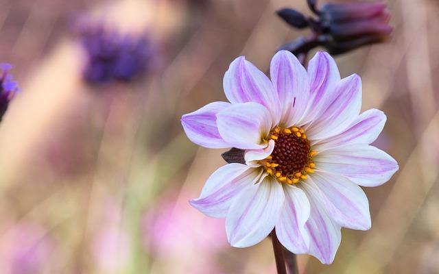 Dalia Dalaya Yogi - Dahlia - El Nou Garden