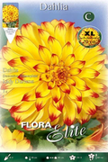 Dalia decorativa amarilla punta roja - Bulbos - El Nou Garden