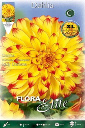Dalia decorativa amarilla punta roja - Bulbos - El Nou Garden