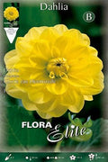 Dalia decorativa amarillo puro - Bulbos - El Nou Garden