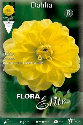 Dalia decorativa amarillo puro - Bulbos - El Nou Garden