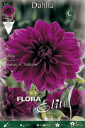 Dalia decorativa azul - violeta - Bulbos - El Nou Garden