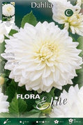 Dalia decorativa blanco puro - Bulbos - El Nou Garden