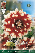 Dalia decorativa roja punta blanca - Bulbos - El Nou Garden