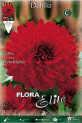 Dalia decorativa rojo escarlata - Bulbos - El Nou Garden