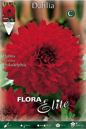 Dalia decorativa rojo escarlata - Bulbos - El Nou Garden