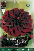 Dalia decorativa rojo terciopelo - Bulbos - El Nou Garden