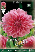 Dalia decorativa rosa flor grande - Bulbos - El Nou Garden