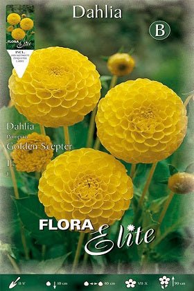 Dalia Pom - Pom amarilla - Bulbos - El Nou Garden