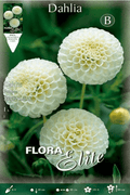Dalia Pom - Pom blanca - Bulbos - El Nou Garden