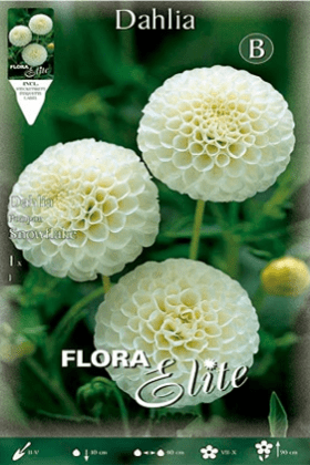 Dalia Pom - Pom blanca - Bulbos - El Nou Garden