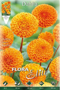 Dalia Pom - Pom naranja - Bulbos - El Nou Garden