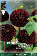 Dalia Pom - Pom negra - Bulbos - El Nou Garden