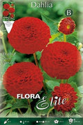 Dalia Pom - Pom roja - Bulbos - El Nou Garden