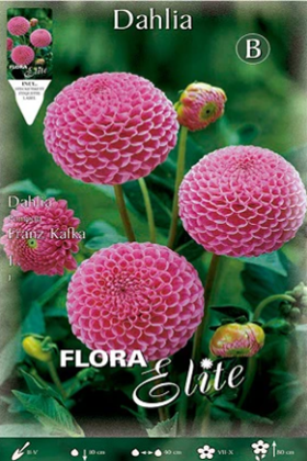 Dalia Pom - Pom rosa - Bulbos - El Nou Garden