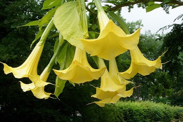 Datura amarilla - Brugmansia suaveolens - Trompetero amarillo - El Nou Garden