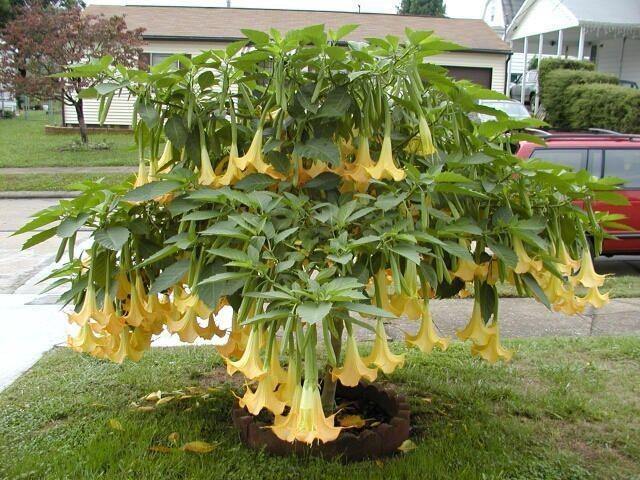 Datura amarilla - Brugmansia suaveolens - Trompetero amarillo - El Nou Garden