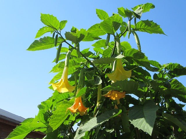Datura amarilla - Brugmansia suaveolens - Trompetero amarillo - El Nou Garden