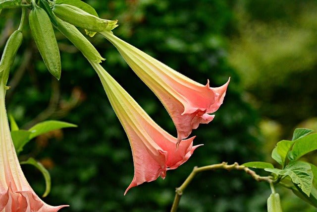 Datura arbórea - Brugmansia arborea - El Nou Garden