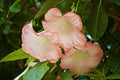 Datura arbórea - Brugmansia arborea - El Nou Garden
