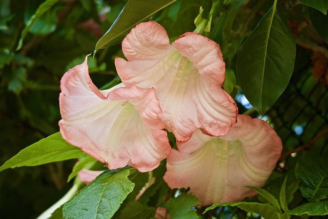 Datura arbórea - Brugmansia arborea - El Nou Garden