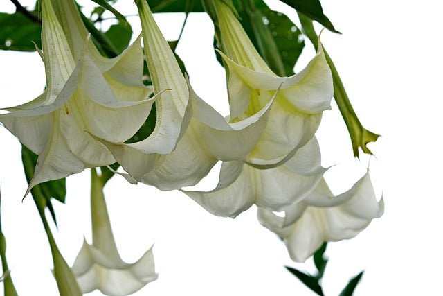 Datura arbórea - Brugmansia arborea - El Nou Garden