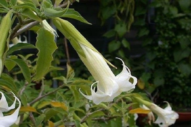 Datura arbórea - Brugmansia arborea - El Nou Garden