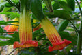 Datura roja - Datura sanguínea - Brugmansia sanguinea - El Nou Garden