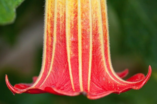 Datura roja - Datura sanguínea - Brugmansia sanguinea - El Nou Garden