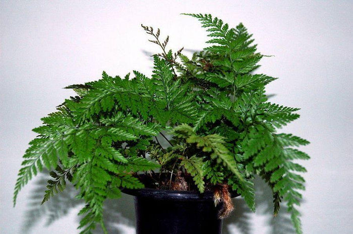 Davalia - Davallia mariesii - El Nou Garden