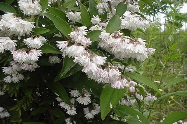 Deutzia - Variedades - El Nou Garden