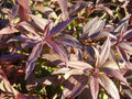 Deutzia - Variedades - El Nou Garden