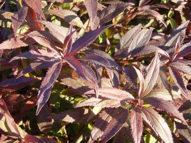 Deutzia - Variedades - El Nou Garden