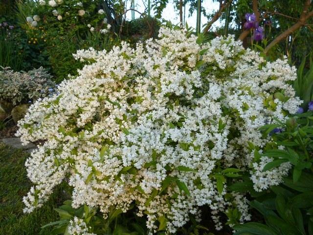 Deutzia - Variedades - El Nou Garden