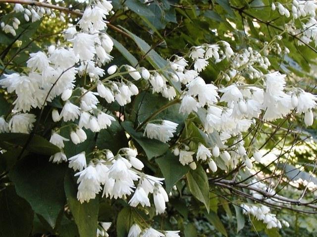 Deutzia - Variedades - El Nou Garden