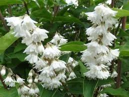 Deutzia - Variedades - El Nou Garden