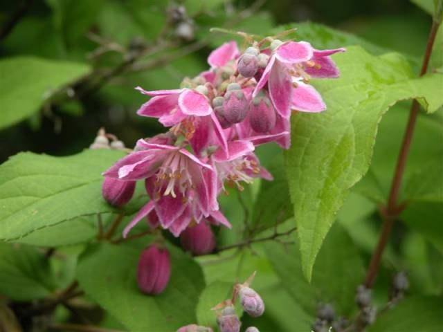 Deutzia - Variedades - El Nou Garden