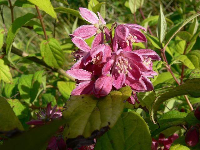 Deutzia - Variedades - El Nou Garden