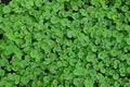 Dichondra - Tepe - El Nou Garden