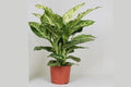 Diefembaquia Mars - Dieffenbachia - El Nou Garden