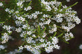 Diosma - Diosma ericoides - El Nou Garden