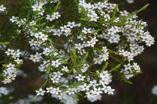 Diosma - Diosma ericoides - El Nou Garden