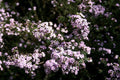 Diosma Pink Fountain - Diosma hirsuta pink fountain - El Nou Garden